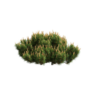 3d illustration of dwarf mugo pine bush isolated on transparent background