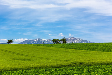 Fototapeta na wymiar 北海道の6月、美瑛の丘の麦畑・日本