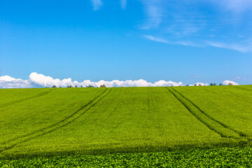 北海道の6月、美瑛の丘の麦畑・日本