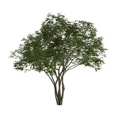 3d illustration of amelanchier tree isolated on transparent background