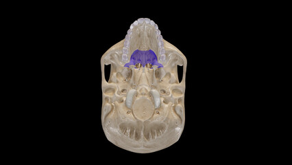 Inferior View of Palatine Bone.3d rendering