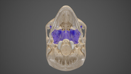 Inferior View of Sphenoid Bone.3d rendering © vesalii
