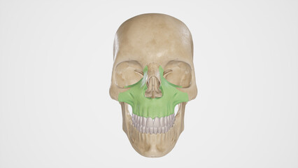 Anatomy of Maxilla Bone.3d rendering