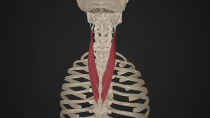 Anatomical Illustration of Splenius Cervicis.3d rendering