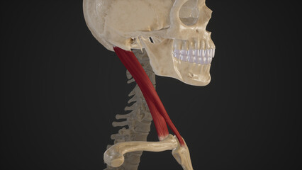 Anatomical Illustration of Sternocleidomastoid Muscle.3d rendering - obrazy, fototapety, plakaty