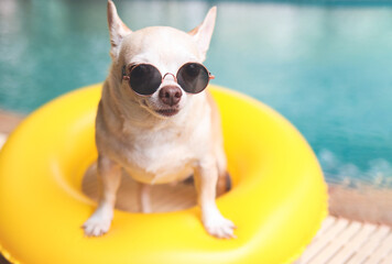 brown short hair chihuahua dog wearing sunglasses standing  in  yellow  swimming ring or inflatable...