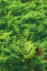 Green moss and young fern. Natural plant background.