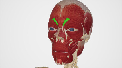 Naklejka premium Depressor Supercilli Muscle Anatomy.3d rendering