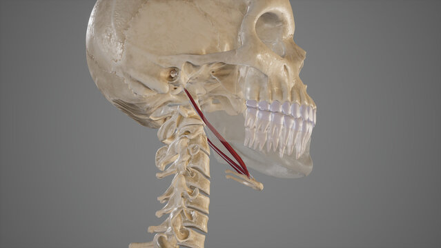 Anatomical Illustration of Stylohyoid Muscle.3d rendering
