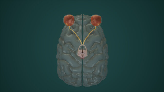 Anatomical Illustration of Visual Pathway.3d rendering
