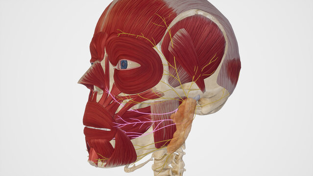 Buccal Branch of Facial Nerve.3d rendering