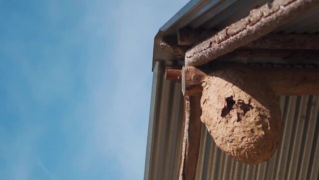 Hornet nest on the roof of the old wooden hut on the mountains at Manali in Himachal Pradesh, India. Wasp nest on the triangular roof of the old house in the Manali. Bee nest on the top of the house. 