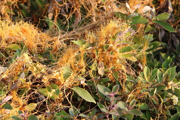 Field dodder on trees and bushes in the city park.