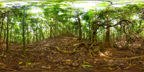 Jungles and rainforests in Sri Lanka. Jungle with evergreens. 360 panorama VR. © Alex Traveler