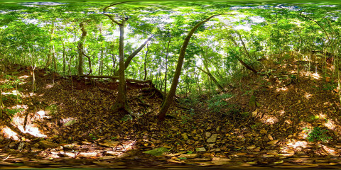 Tropical forest with large trees in Sri Lanka. Jungle with evergreens. 360 panorama VR.