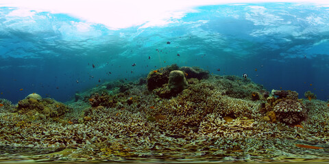 Marine life sea world. Underwater fish reef marine. Tropical colourful underwater seascape. Philippines. Virtual Reality 360.