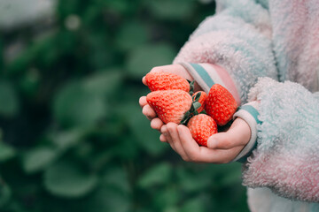 Hold strawberries in your hands