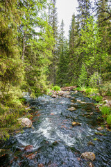 Obraz premium River flowing through the forest