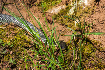 Grass snake try to hide in the grass