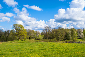 Fototapeta na wymiar Lush trees in the spring at a meadow