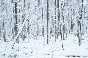 Snow covered tree trunks background.
