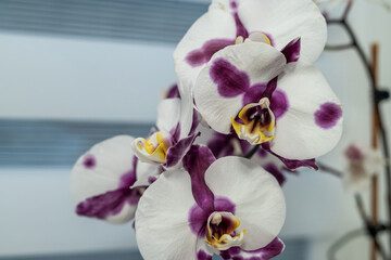 Indoor white with a purple tint Orchid flower in a pot stands on the windowsill near the window