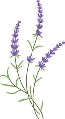 Naklejka premium Lavender is a beautiful field flower for aromatic oils. Violet and lavender hues for trendy rustic eco packaging.