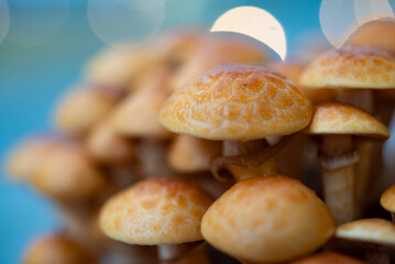 しめじ,自家栽培、かわいいシメ茸