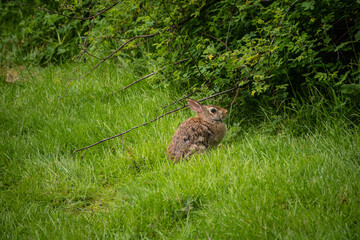 Eastern cottontail