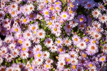 Fototapeta premium Lilac flowers close up. Bouquet of purple flowers. City flower beds, a beautiful and well-groomed garden with flowering bushes.