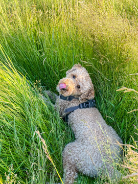 Mocha Australian Labradoodle