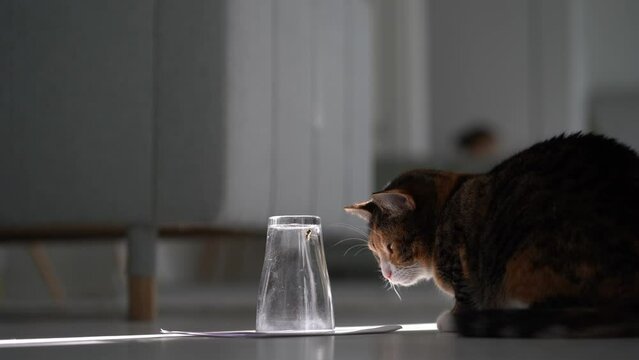 Pet owner showing caught bee or wasp covered with glass to curious indoor cat while playing together at home, selective focus. Kitten sitting on floor looking at moving insect, playing with fly
