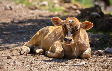 A young calf hides in the shade from the heat.Cows graze on a pasture in the garden, lies resting in the shade. The concept of animal husbandry and organic food. Flies on the face of a cow.