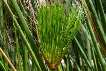 Cyperus papyrus is a plant that is near water with green leaves.