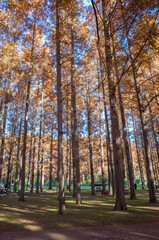 Obraz premium 東京都最大級の都立公園「水元公園」メタセコイアの森