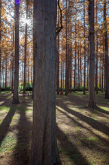 Obraz premium 東京都最大級の都立公園「水元公園」メタセコイアの森