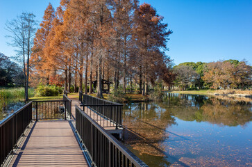 東京都最大級の都立公園「水元公園」メタセコイアの森
