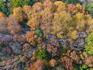 Naklejka na ściany i meble Autumn scenery of Wuhan East Lake Wetland Park Scenic Area
