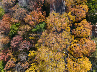 Autumn scenery of Wuhan East Lake Wetland Park Scenic Area