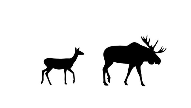Walking moose and roe deer, animation on the white background (seamless loop)