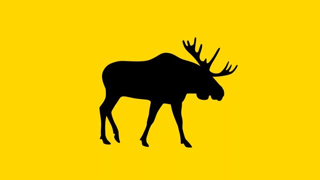 Walking moose, animation on the yellow background