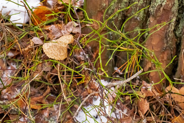 Winter leaves and plants with tree in the background