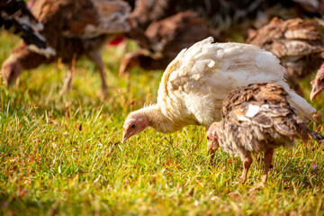 Turkeys walk on the grass in a green meadow in a pasture. Animal husbandry and agriculture in the mountains.