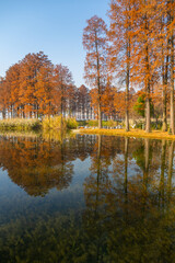 Autumn scenery of Wuhan East Lake Wetland Park Scenic Area