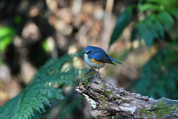 red flanked blue tail in a forest