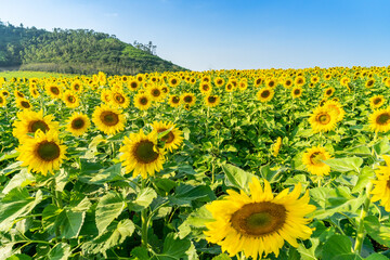
Beautiful blooming sunflower field, a beautiful day to see the beautiful flowers and relax.