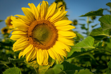 Naklejka premium Beautiful blooming sunflower field, a beautiful day to see the beautiful flowers and relax.