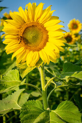 
Beautiful blooming sunflower field, a beautiful day to see the beautiful flowers and relax.