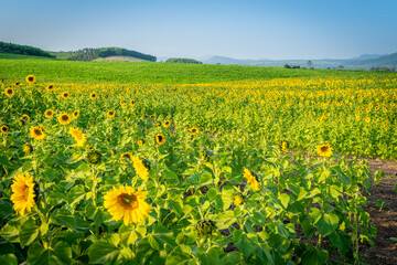 Fototapeta premium Beautiful blooming sunflower field, a beautiful day to see the beautiful flowers and relax.