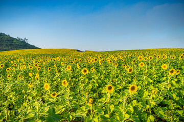 
Beautiful blooming sunflower field, a beautiful day to see the beautiful flowers and relax.